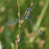 J15_3161 Lestes dryas male